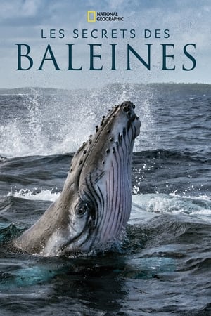 Les Secrets des Baleines Saison 1 Episode 5