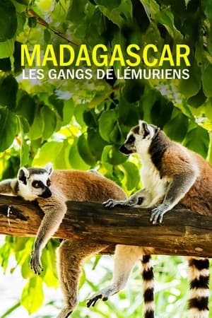 Madagascar : les gangs de lémuriens Saison 1 Episode 5