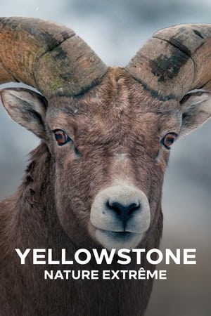 Regarder Yellowstone : Nature extrême en Streaming